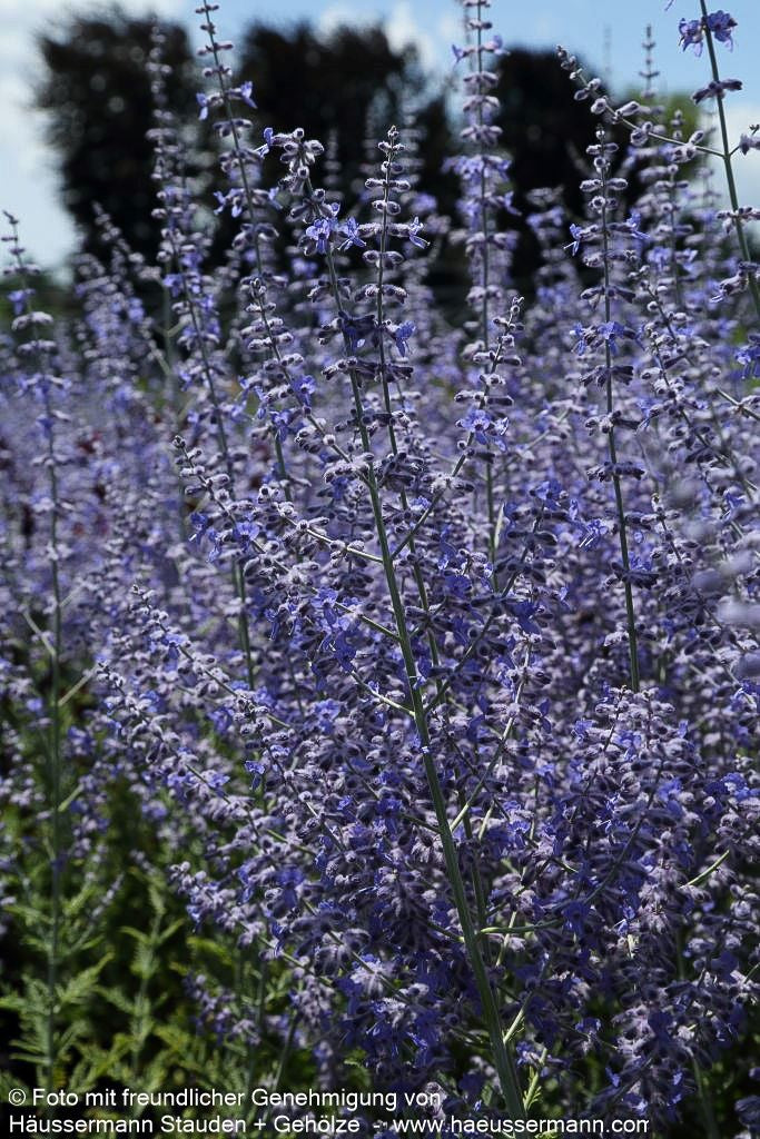 Blauraute 'Blue Spire' (Perovskia atriplicifolia)