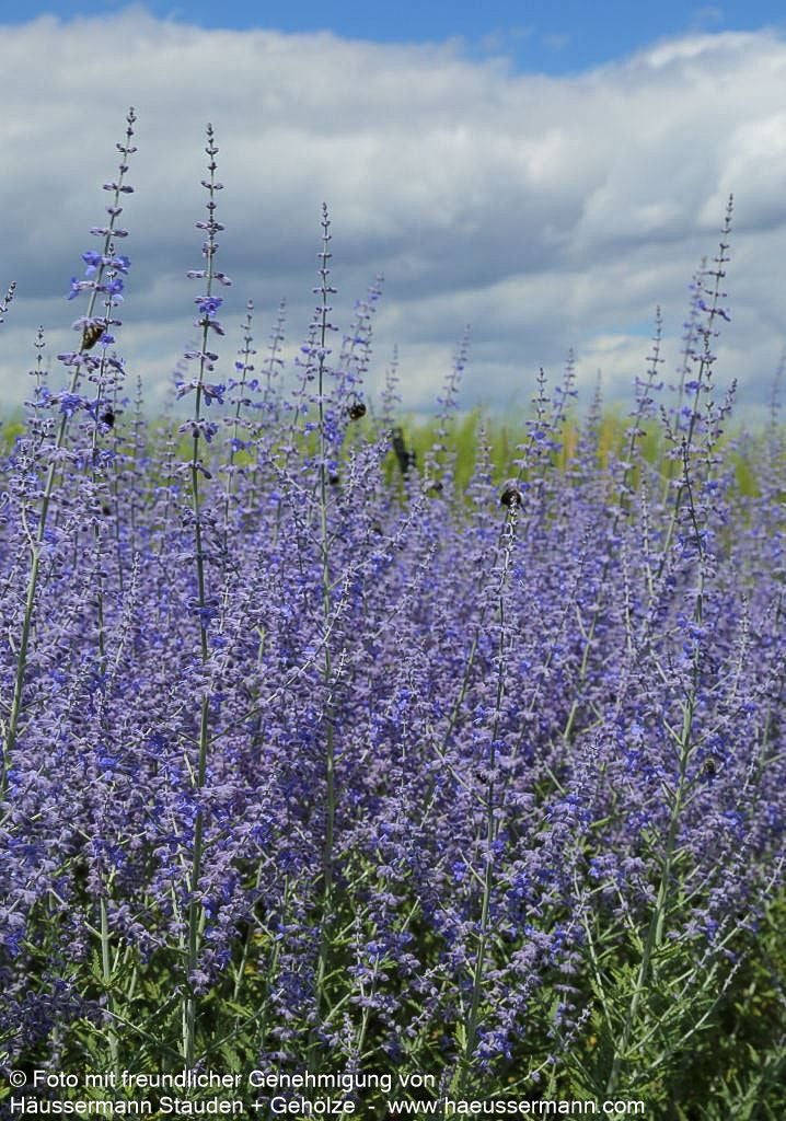 Blauraute 'Blue Spire' (Perovskia atriplicifolia)