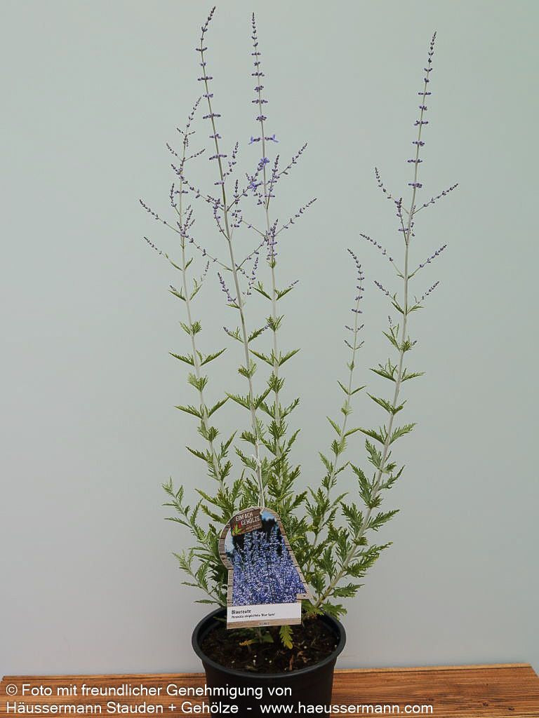 Blauraute 'Blue Spire' (Perovskia atriplicifolia)