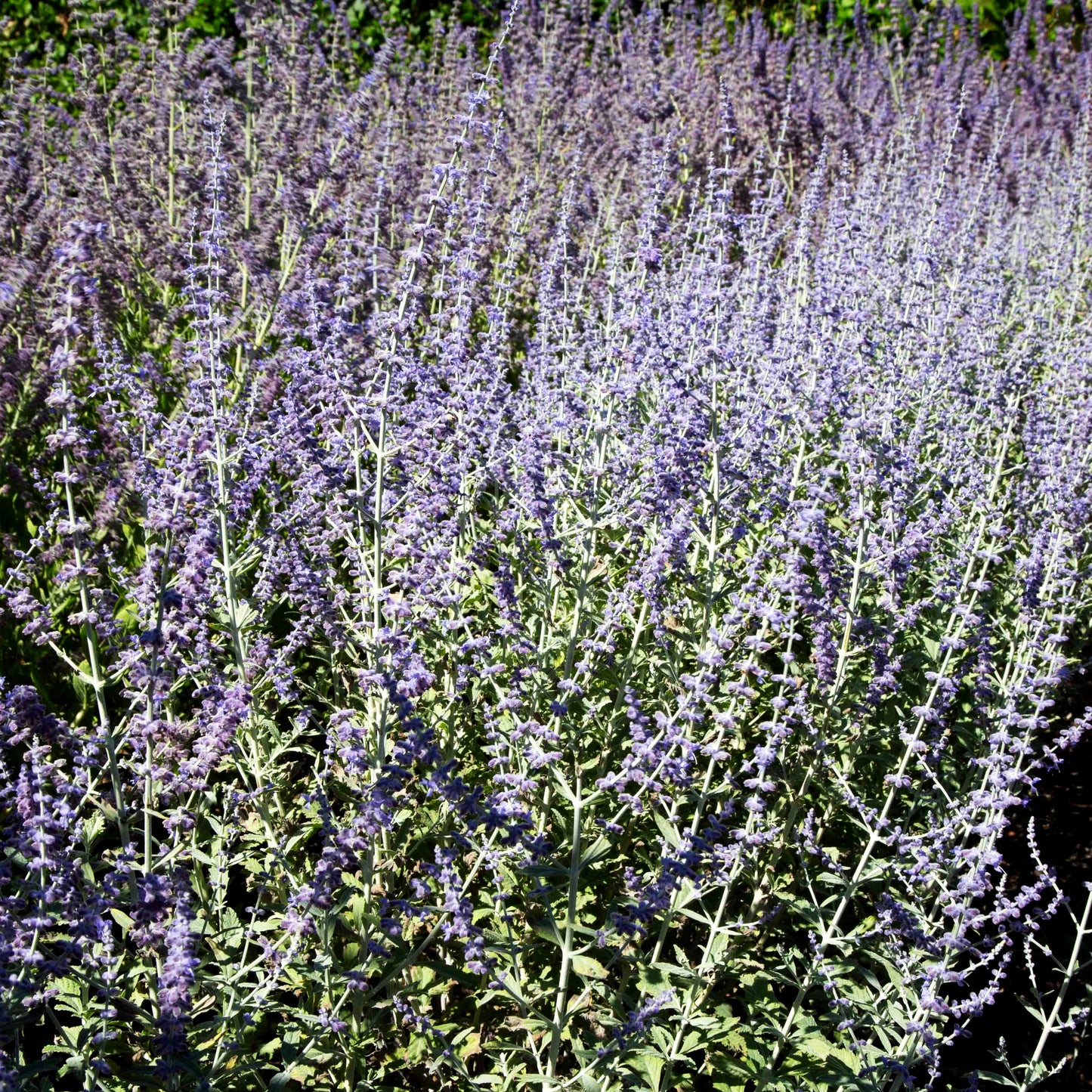 Blauraute 'Silvery Blue' (Perovskia atriplicifolia)