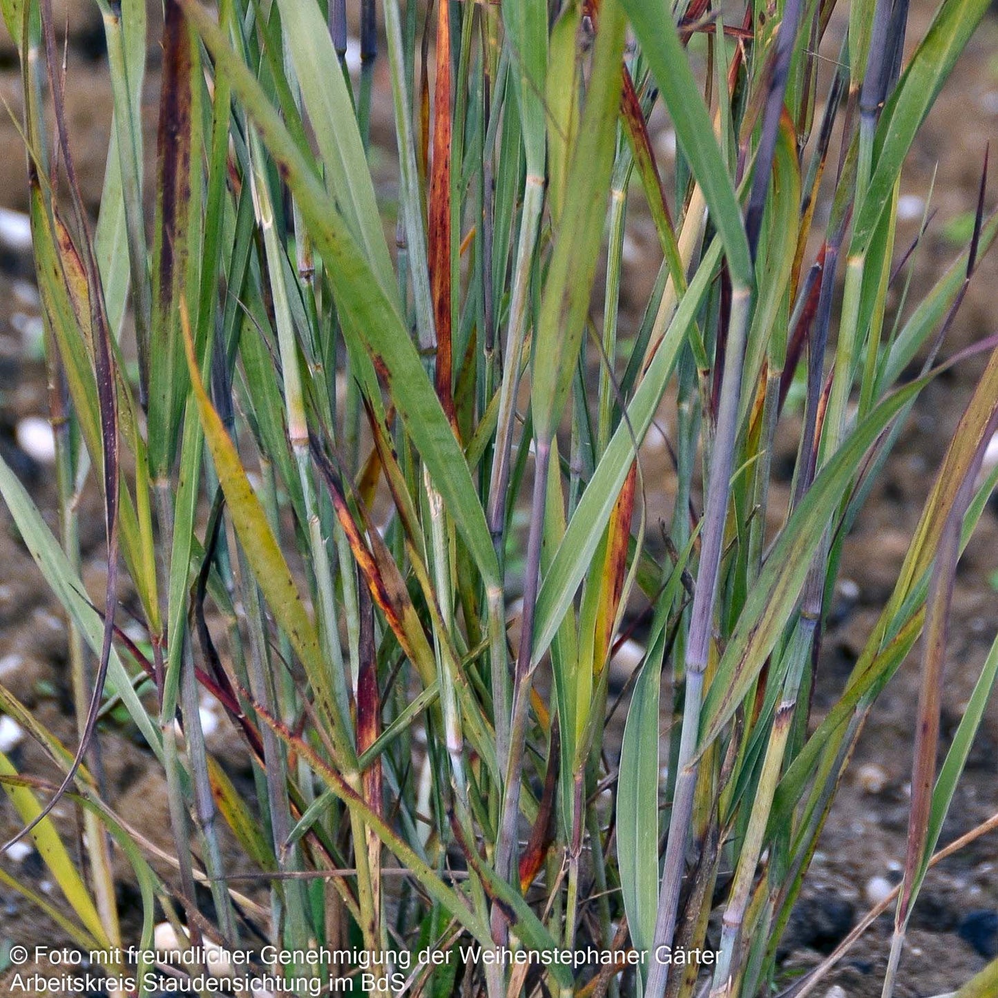 Blaurote Ruten-Hirse 'Heiliger Hain' (Panicum virgatum)