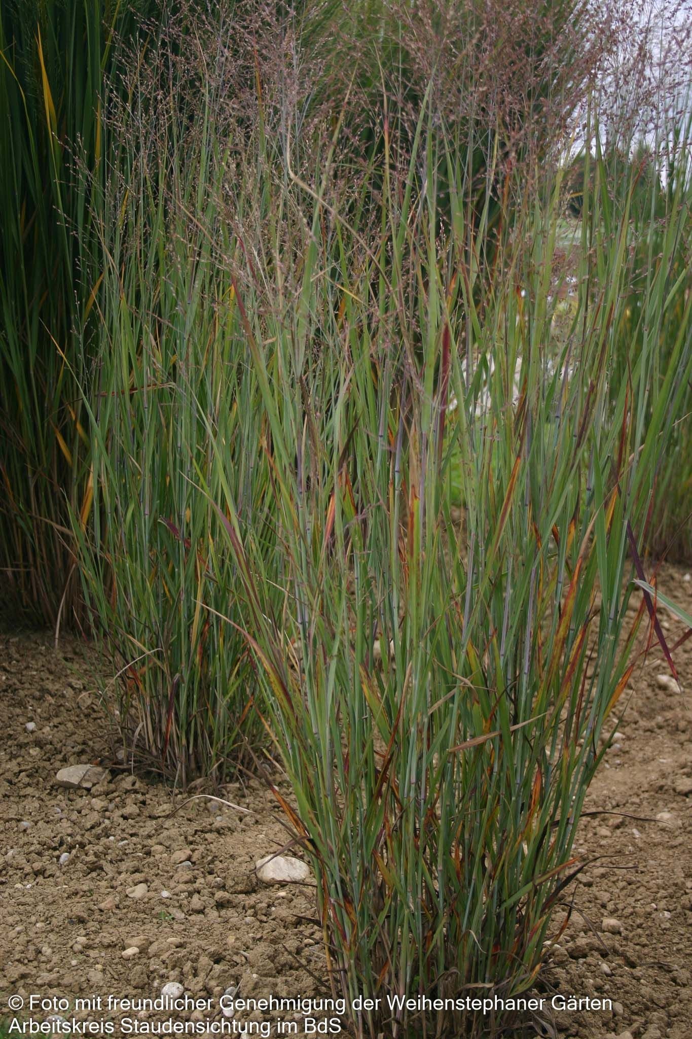 Blaurote Ruten-Hirse 'Heiliger Hain' (Panicum virgatum)