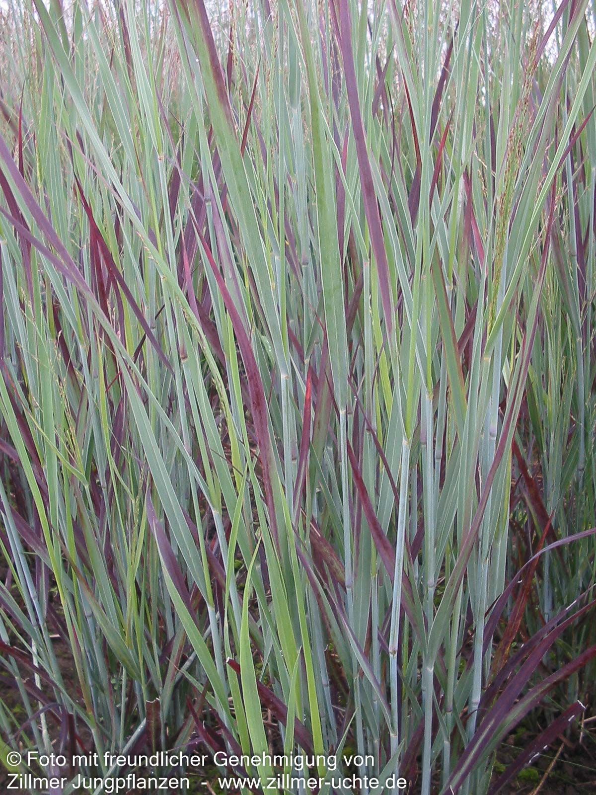 Blaurote Ruten-Hirse 'Heiliger Hain' (Panicum virgatum)