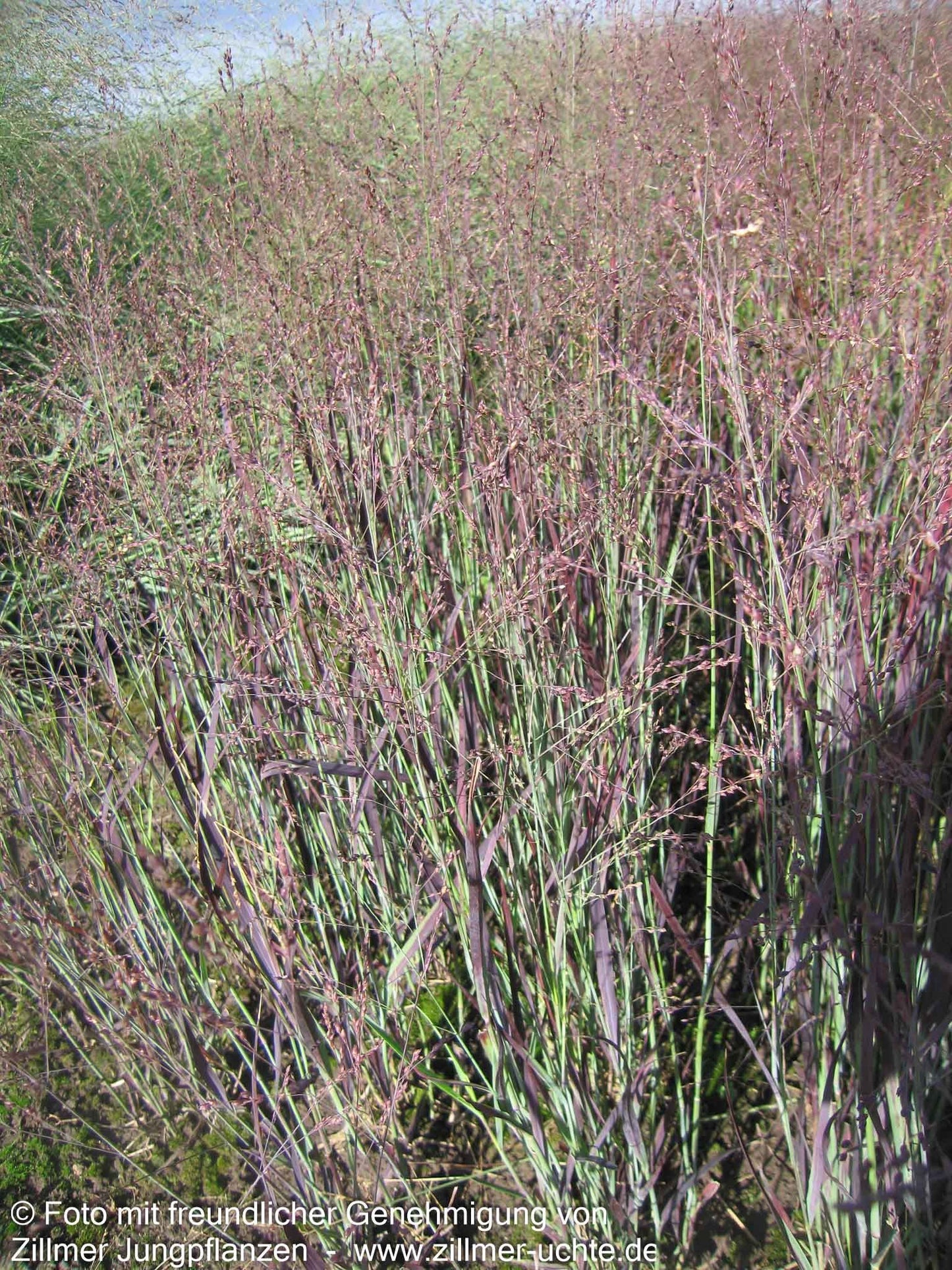 Blaurote Ruten-Hirse 'Heiliger Hain' (Panicum virgatum)