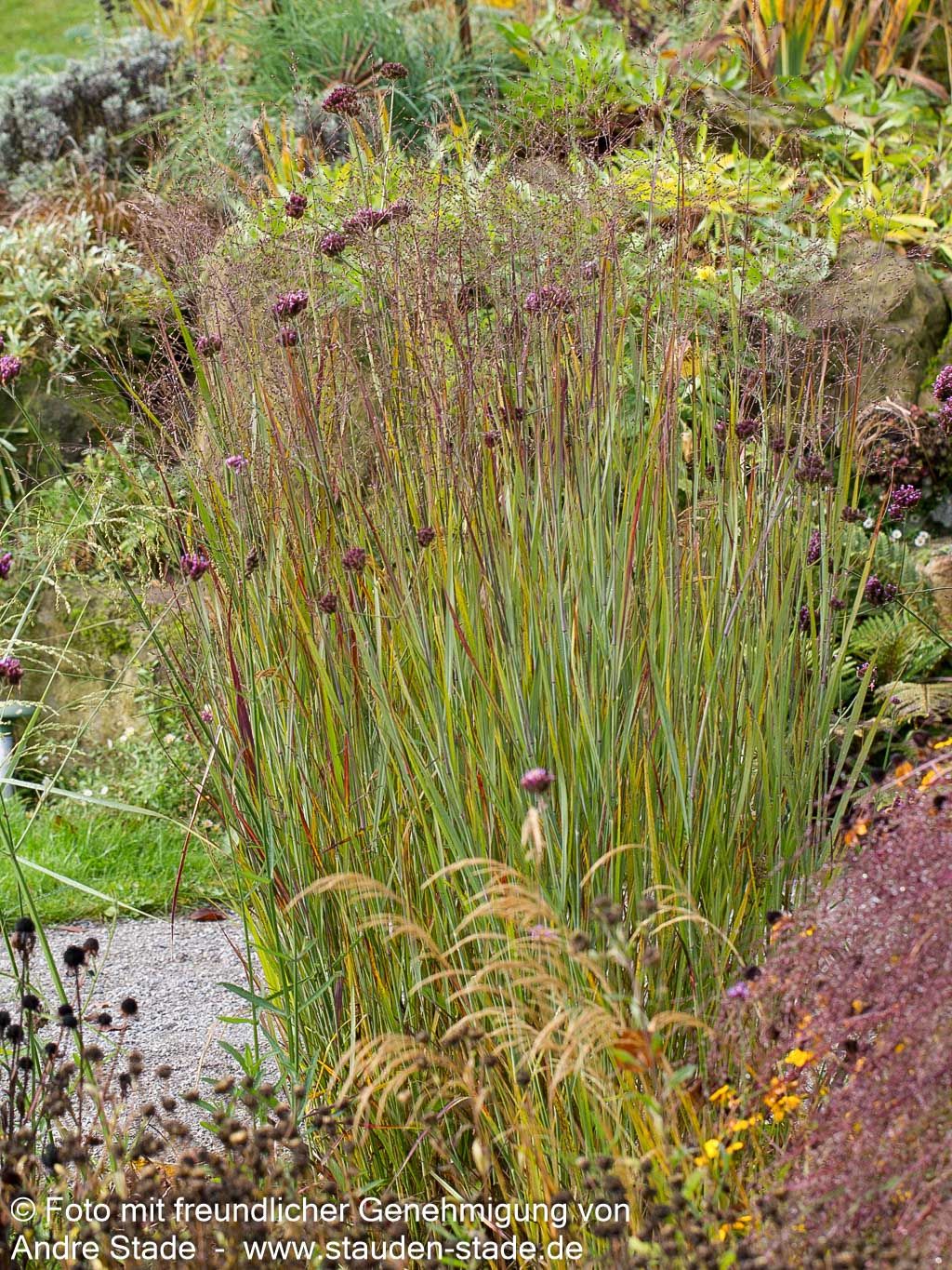 Blaurote Ruten-Hirse 'Heiliger Hain' (Panicum virgatum)