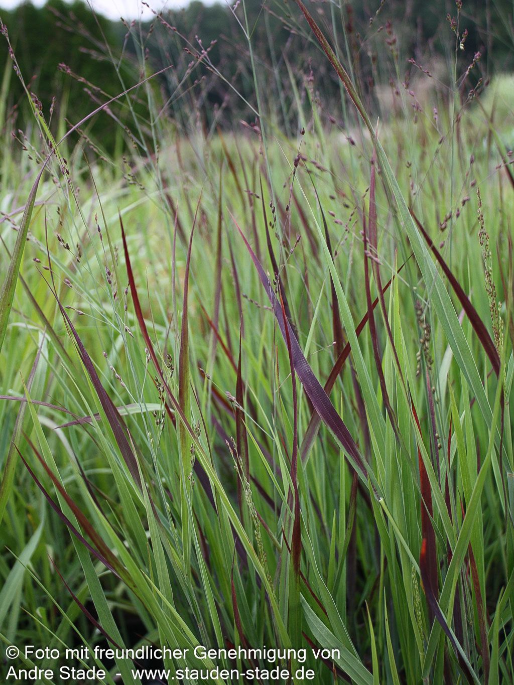 Blaurote Ruten-Hirse 'Heiliger Hain' (Panicum virgatum)