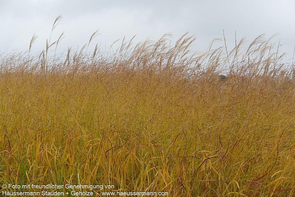 Blaurote Ruten-Hirse 'Heiliger Hain' (Panicum virgatum)