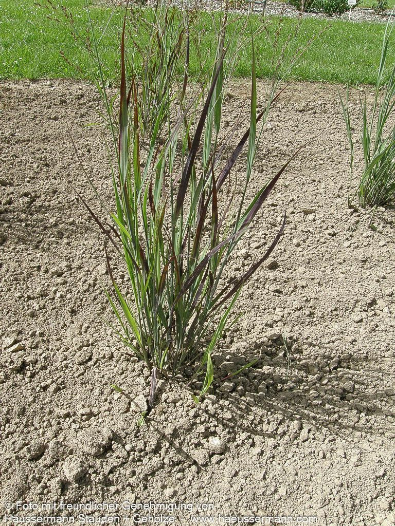 Blaurote Ruten-Hirse 'Heiliger Hain' (Panicum virgatum)