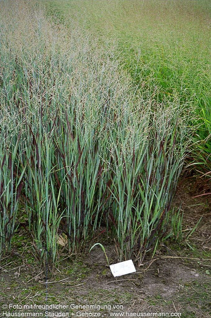 Blaurote Ruten-Hirse 'Heiliger Hain' (Panicum virgatum)