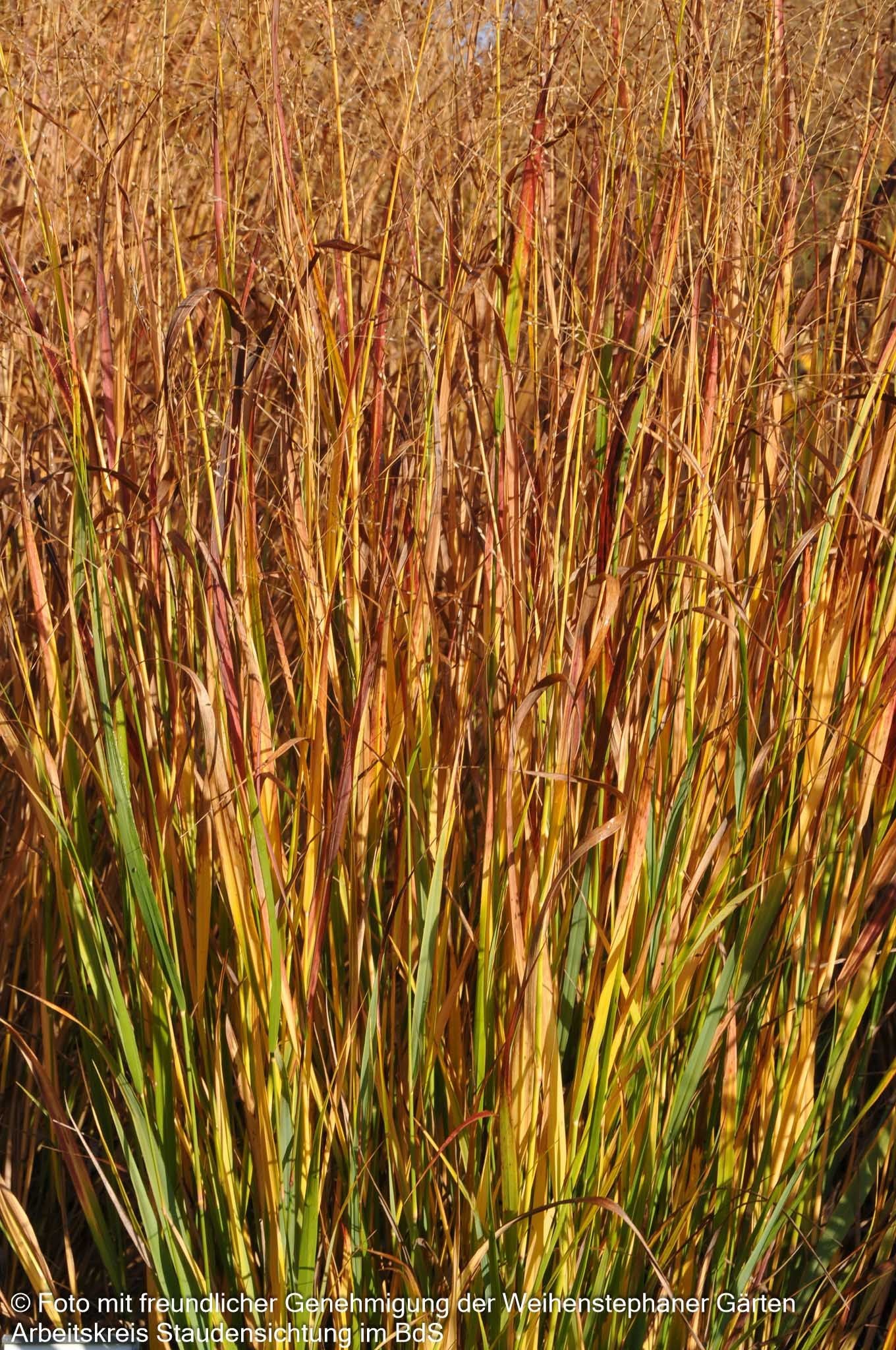 Blaurote Ruten-Hirse 'Heiliger Hain' (Panicum virgatum)