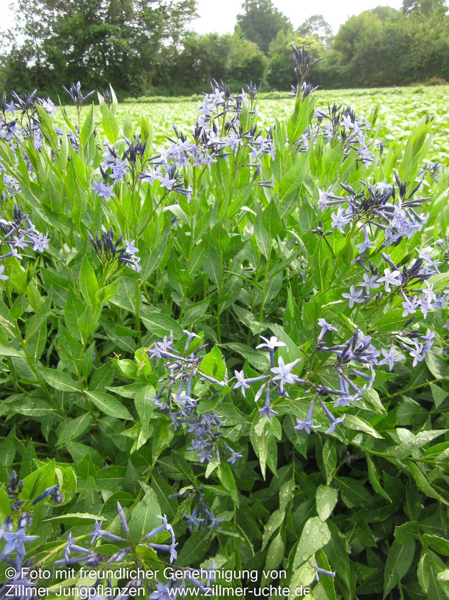 Blausternbusch 'Blue Ice' (Amsonia tabernaemontana)