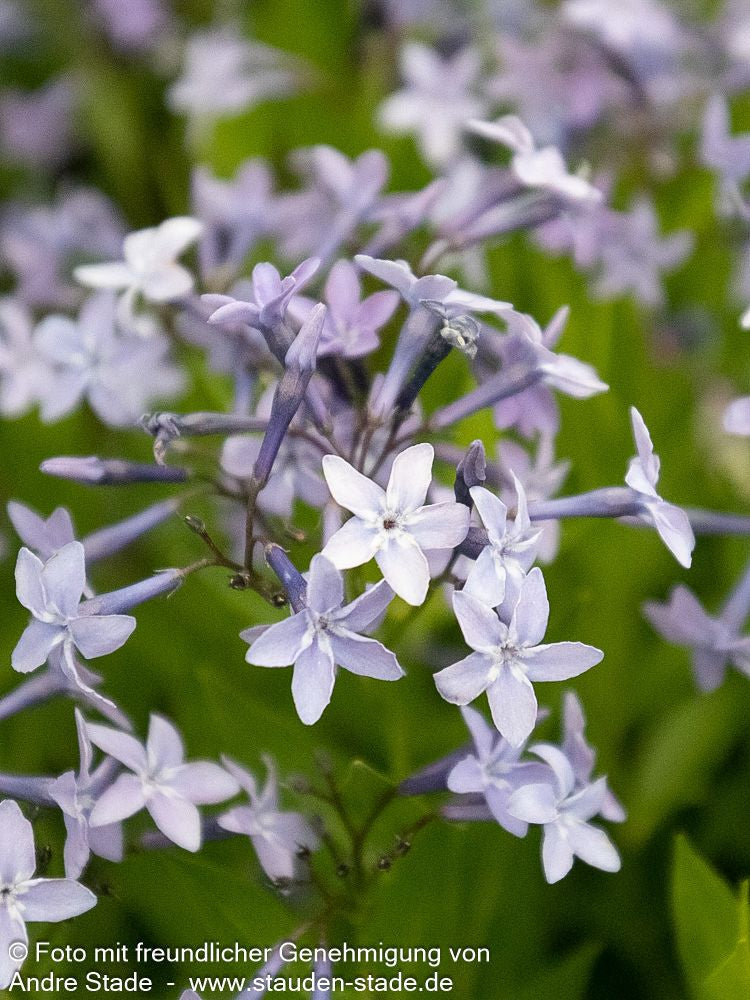 Blausternbusch 'Blue Ice' (Amsonia tabernaemontana)