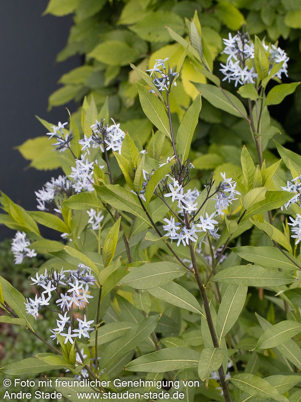 Blausternbusch 'Blue Ice' (Amsonia tabernaemontana)