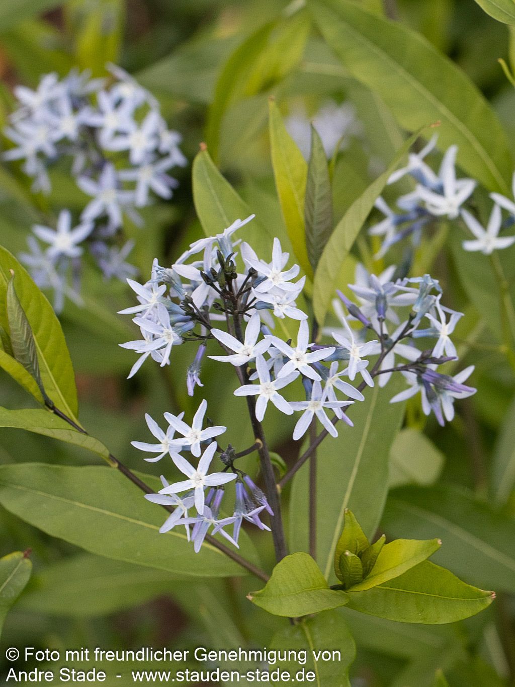 Blausternbusch 'Blue Ice' (Amsonia tabernaemontana)