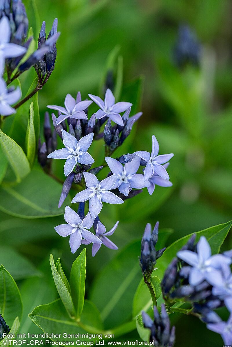 Blausternbusch 'Blue Ice' (Amsonia tabernaemontana)