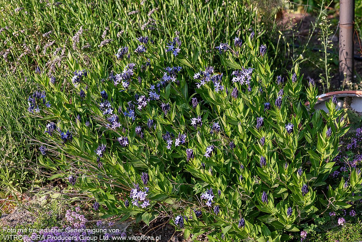 Blausternbusch 'Blue Ice' (Amsonia tabernaemontana)