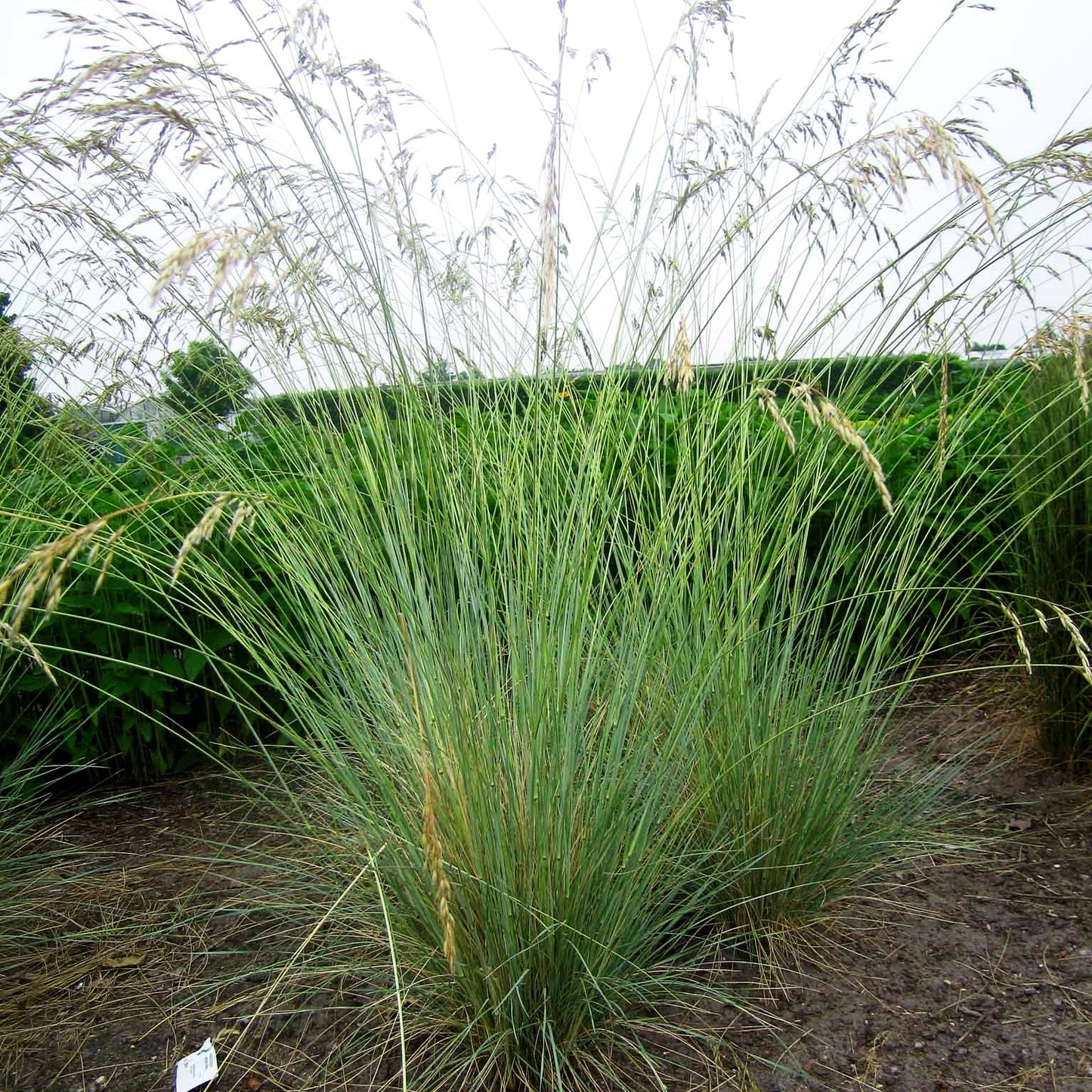 Blaustrahlhafer (Helictotrichon sempervirens)