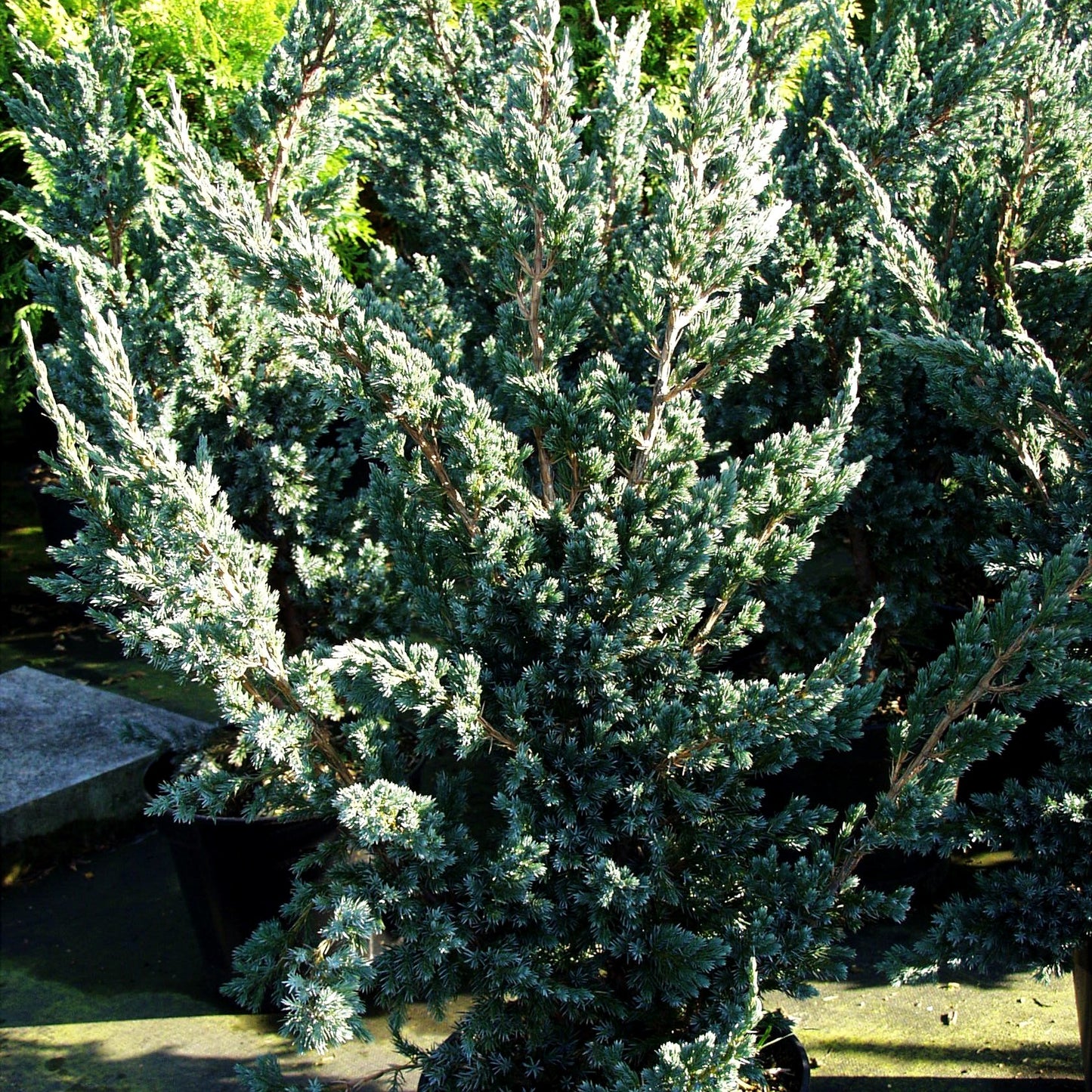 Blauzeder-Wacholder 'Meyeri' (Juniperus squamata)
