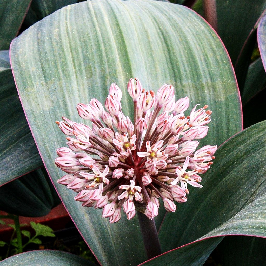 Blauzungen-Lauch (Allium karataviense)