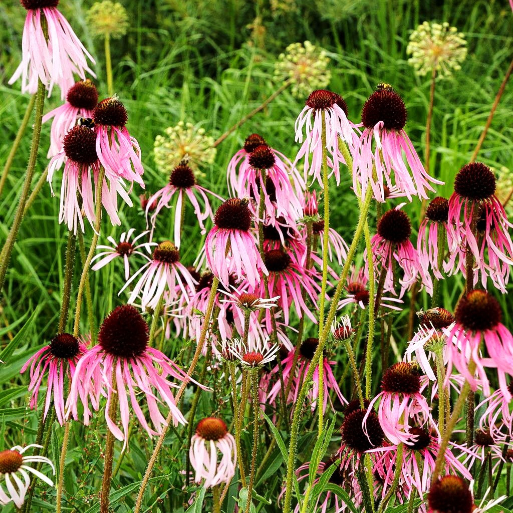 Bleicher Sonnenhut (Echinacea pallida)