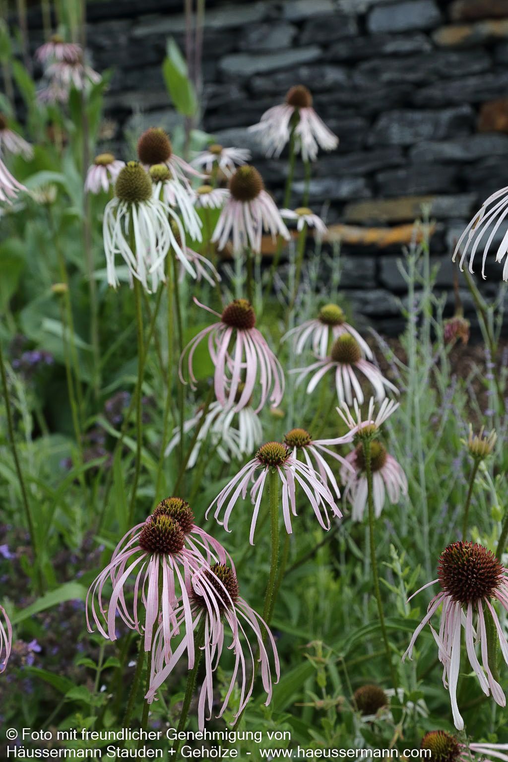 Bleicher Sonnenhut 'Hula Dancer' (Echinacea pallida)