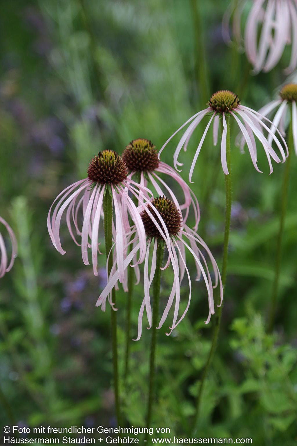Bleicher Sonnenhut 'Hula Dancer' (Echinacea pallida)