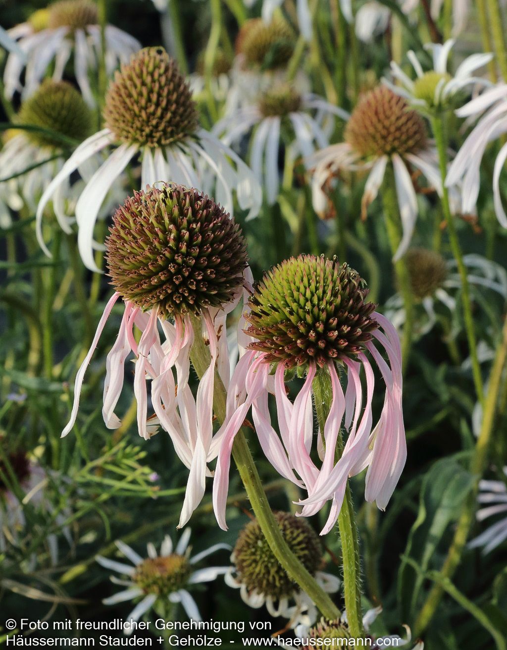 Bleicher Sonnenhut 'Hula Dancer' (Echinacea pallida)