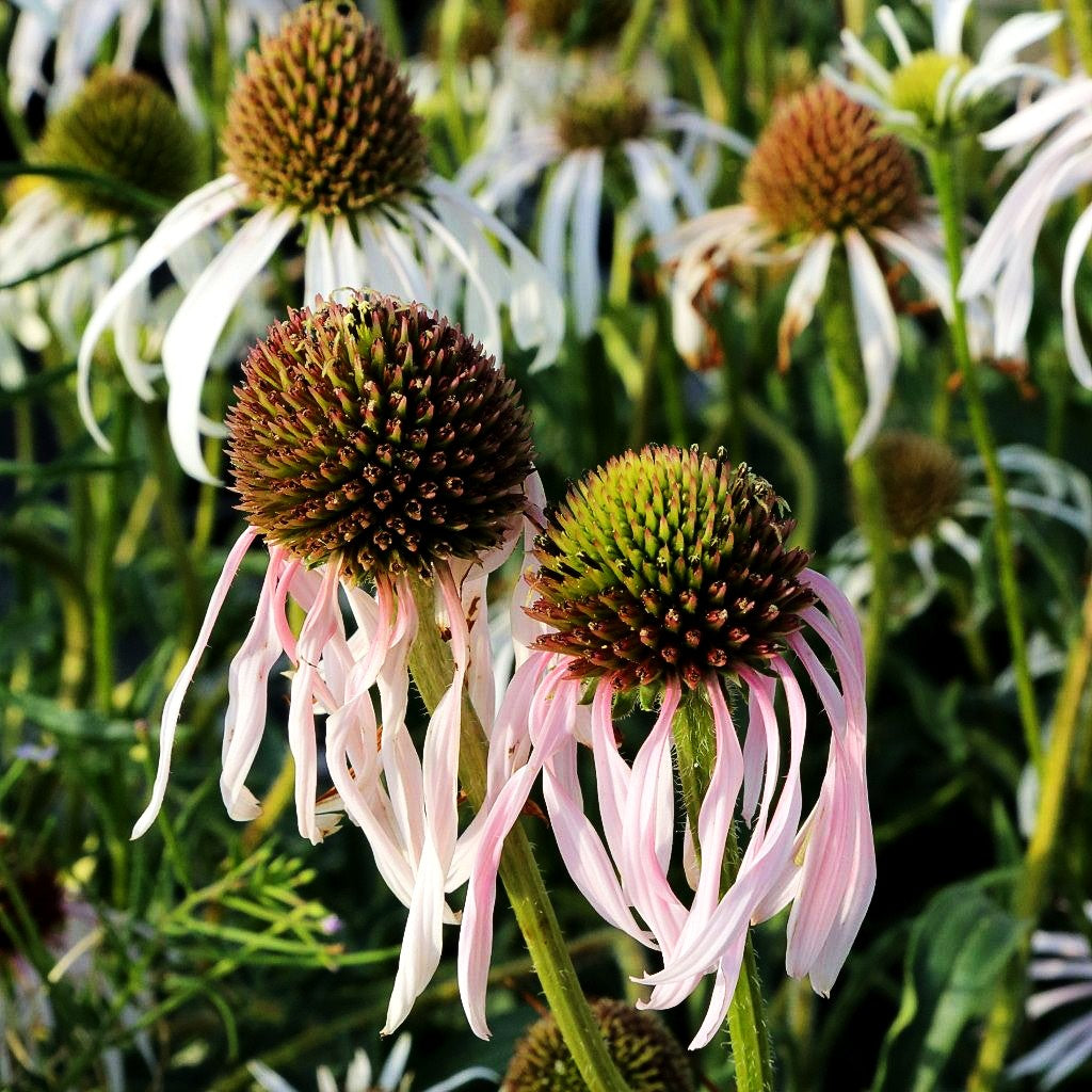 Bleicher Sonnenhut 'Hula Dancer' (Echinacea pallida)