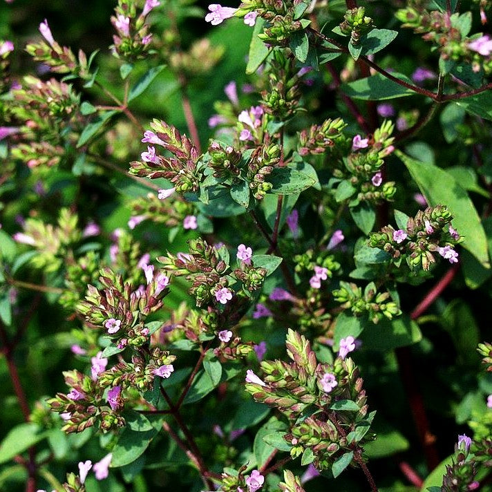 Blüten-Dost 'Aromaticum' (Origanum laevigatum)