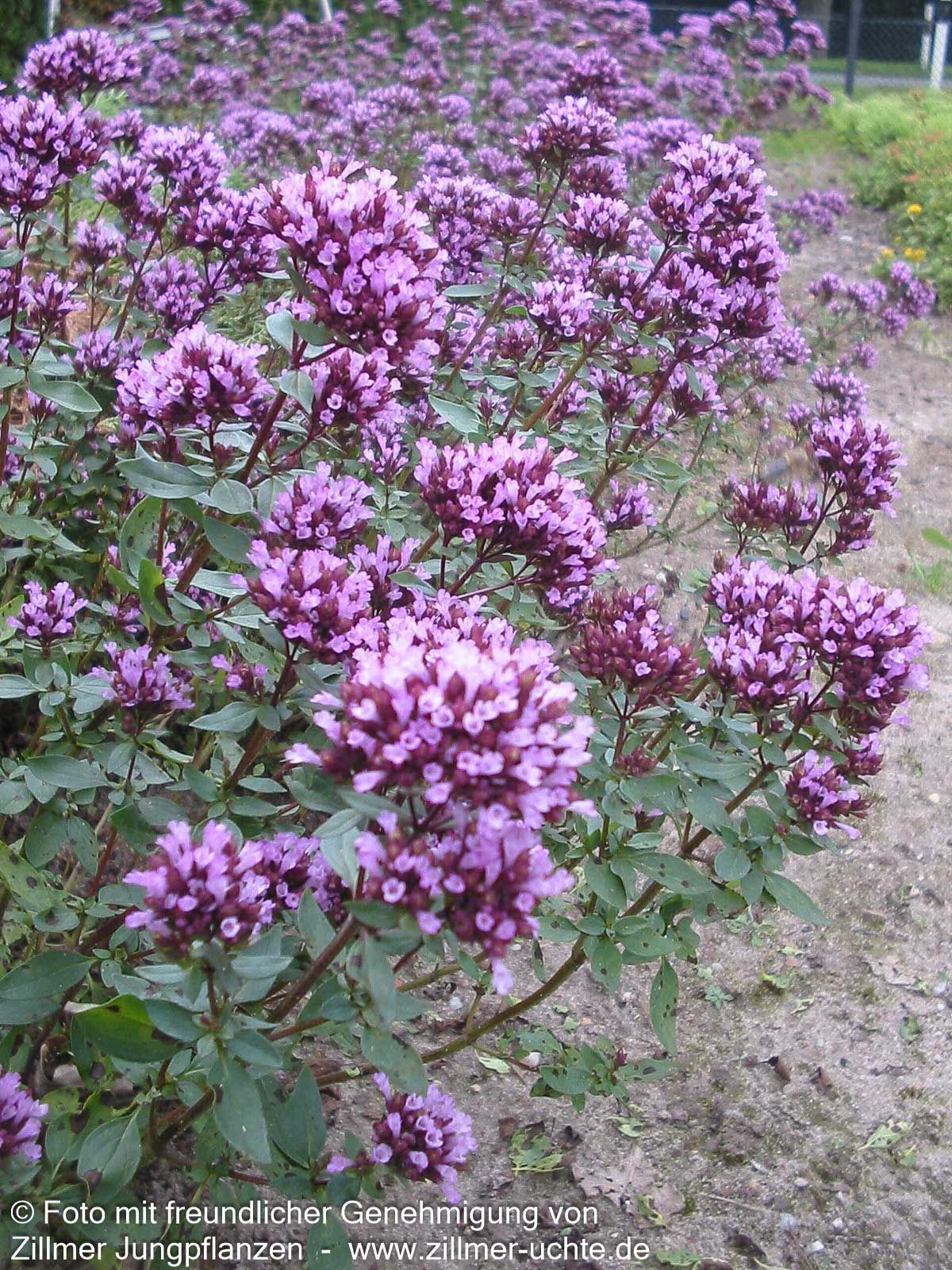 Blüten-Dost 'Herrenhausen' (Origanum laevigatum)