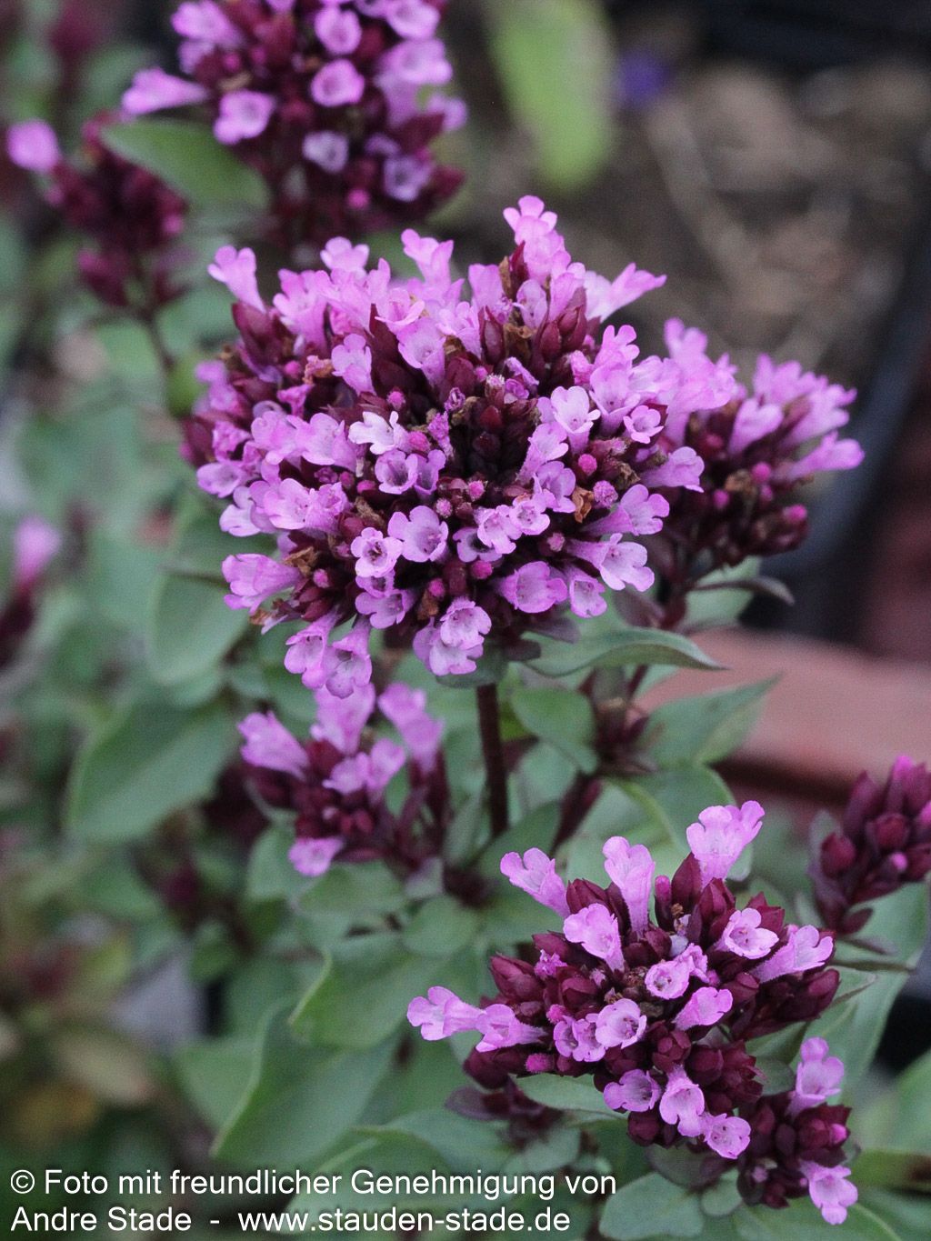 Blüten-Dost 'Herrenhausen' (Origanum laevigatum)