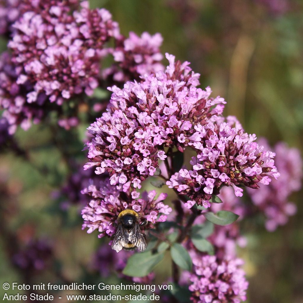 Blüten-Dost 'Herrenhausen' (Origanum laevigatum)