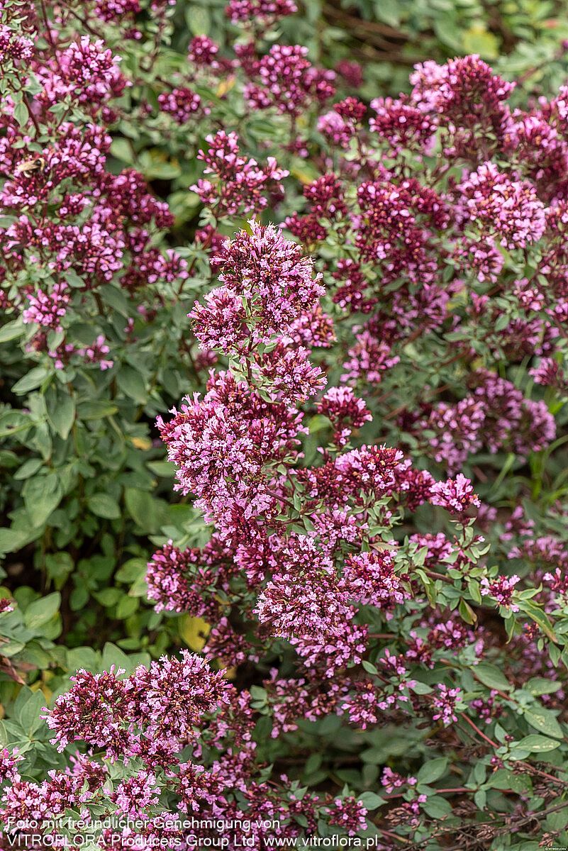 Blüten-Dost 'Herrenhausen' (Origanum laevigatum)