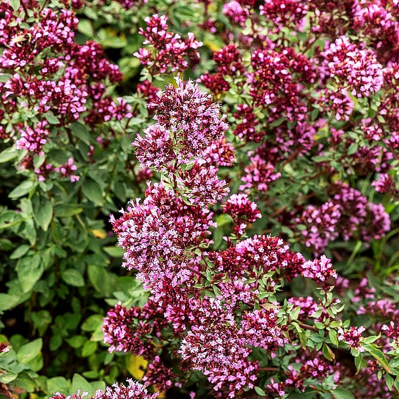 Blüten-Dost 'Herrenhausen' (Origanum laevigatum)
