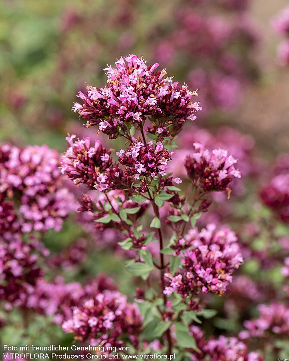 Blüten-Dost 'Herrenhausen' (Origanum laevigatum)