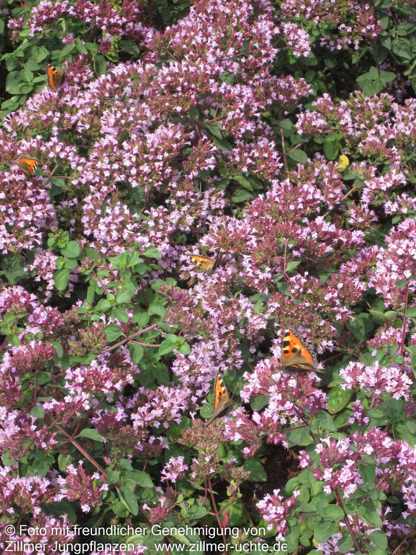 Blüten-Dost 'Rosenkuppel' (Origanum laevigatum)