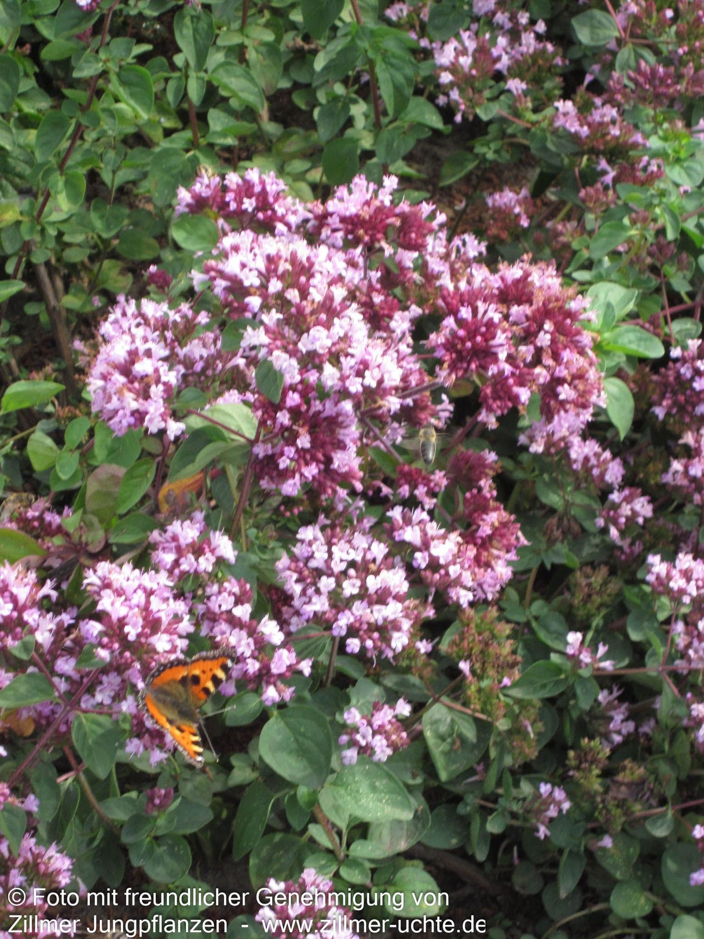 Blüten-Dost 'Rosenkuppel' (Origanum laevigatum)