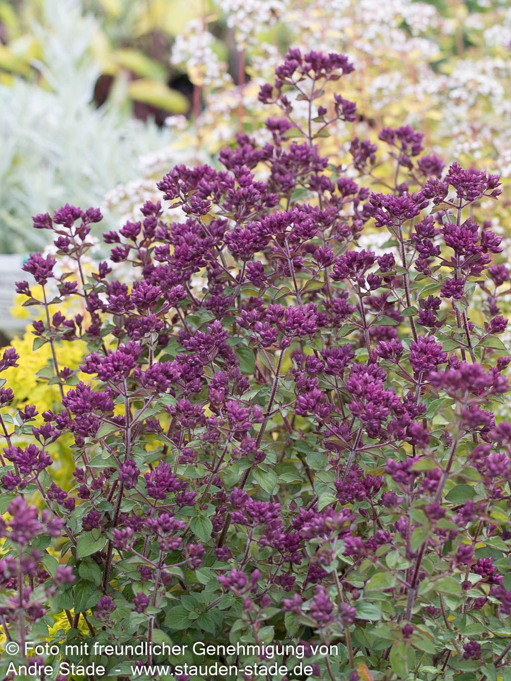 Blüten-Dost 'Rosenkuppel' (Origanum laevigatum)