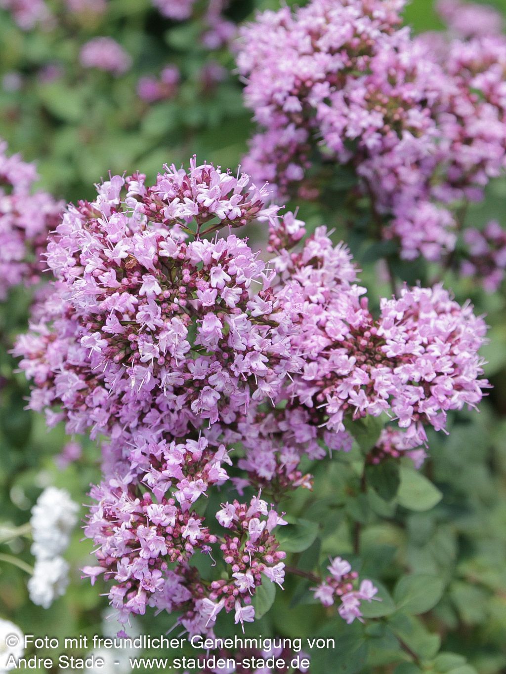Blüten-Dost 'Rosenkuppel' (Origanum laevigatum)