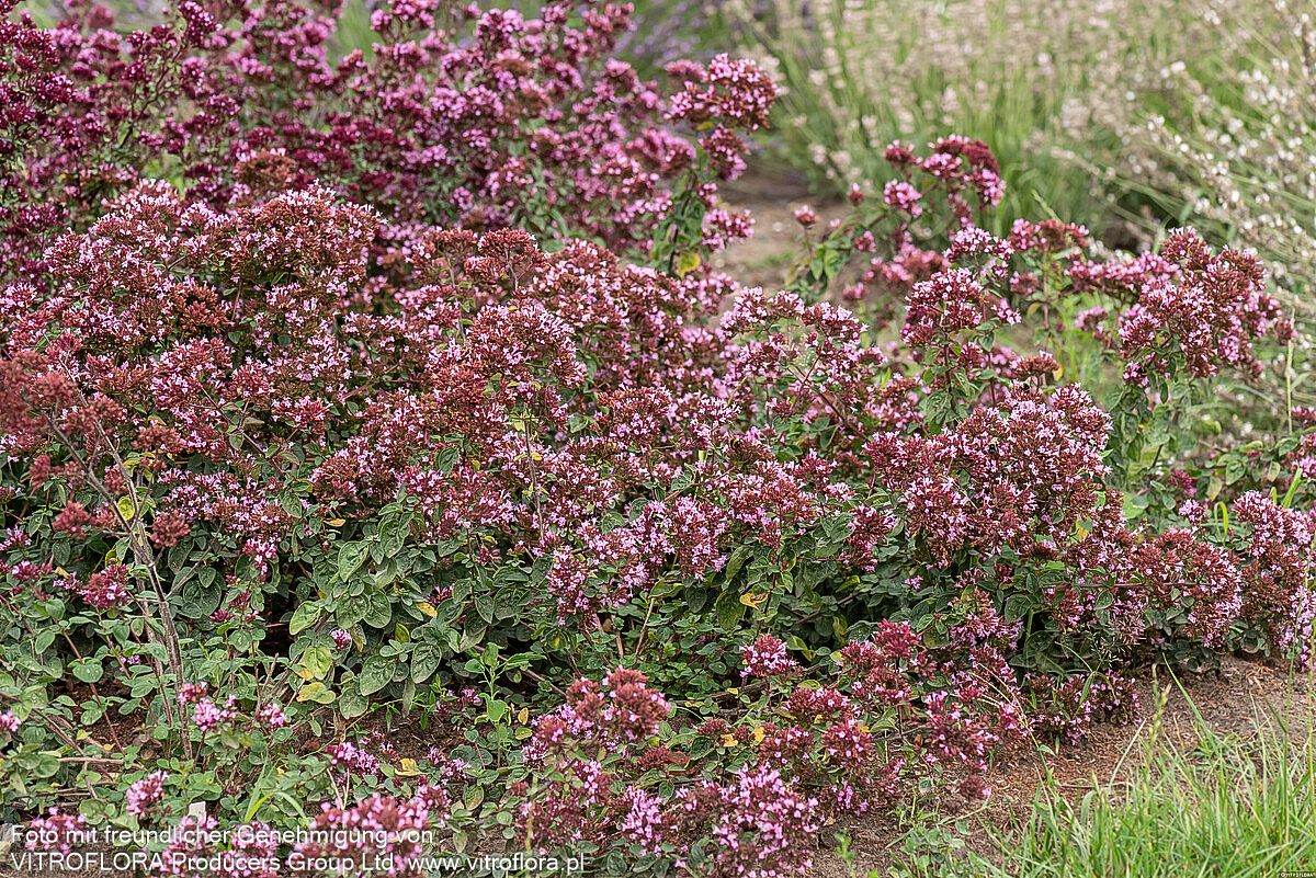 Blüten-Dost 'Rosenkuppel' (Origanum laevigatum)