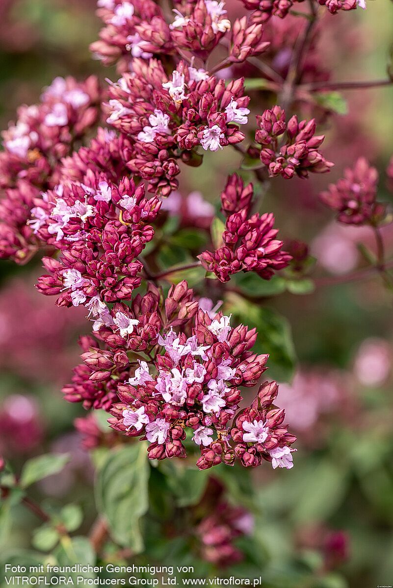 Blüten-Dost 'Rosenkuppel' (Origanum laevigatum)