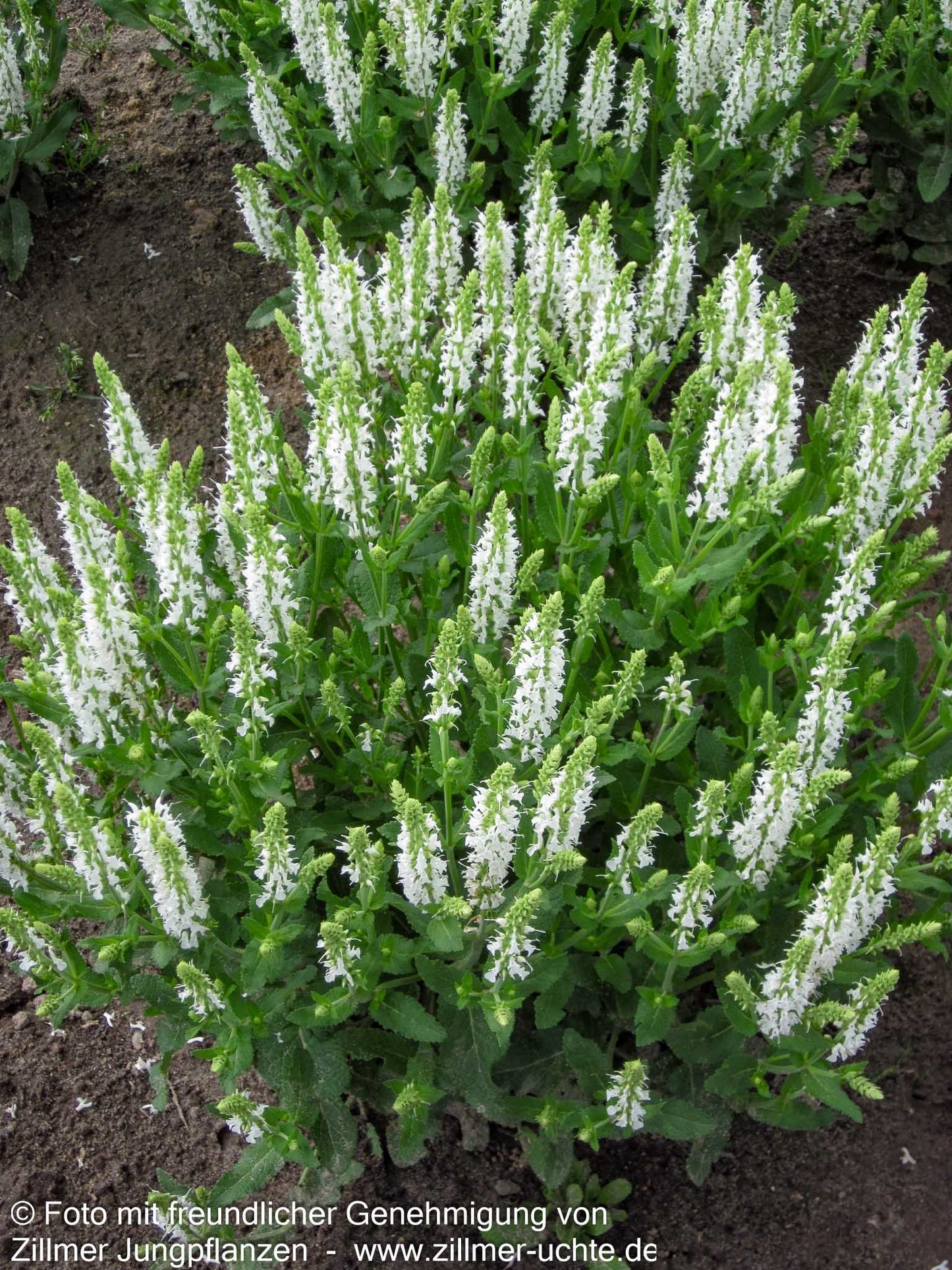 Blüten-Salbei 'Adrian' (Salvia nemorosa)