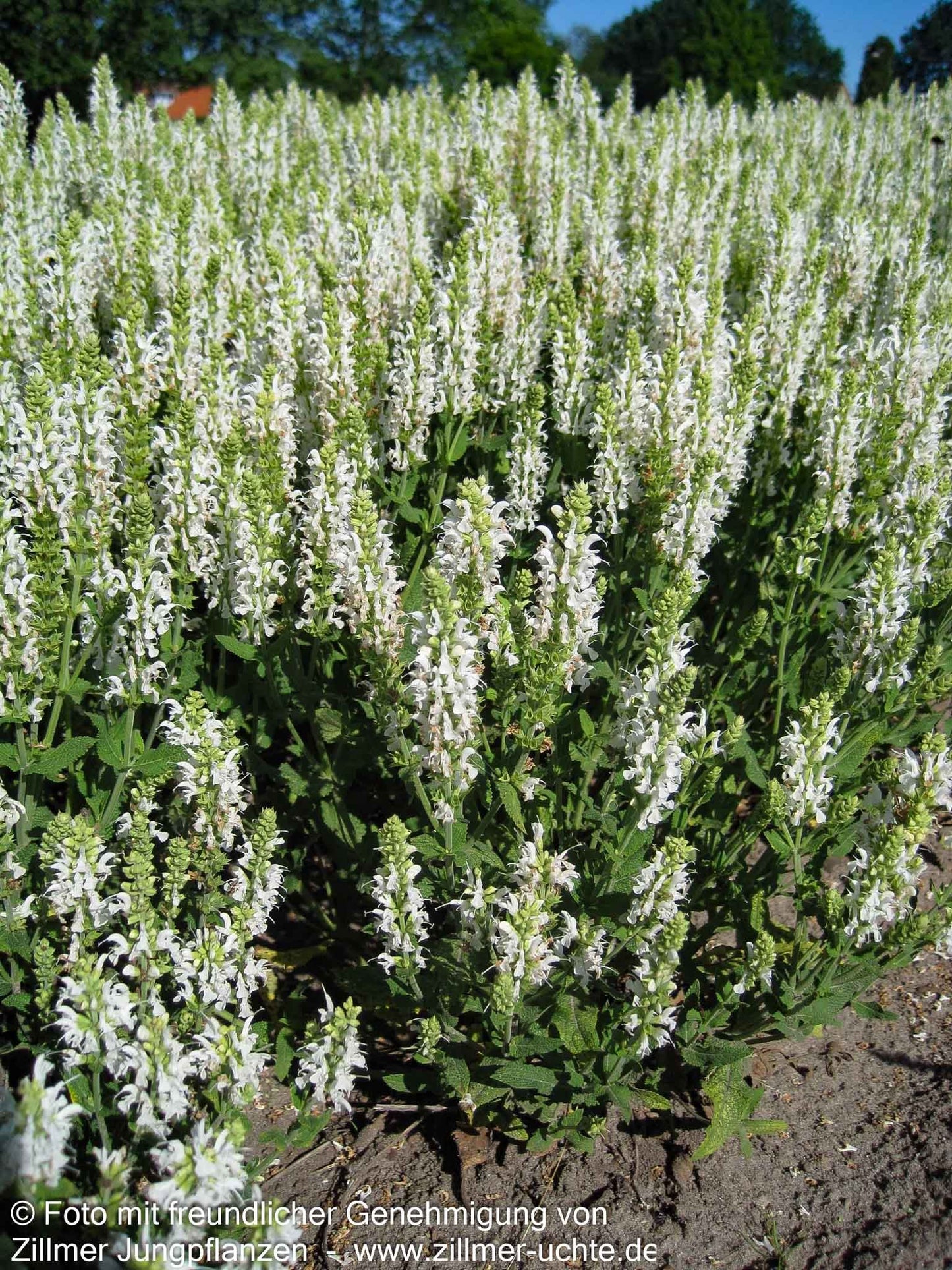 Blüten-Salbei 'Adrian' (Salvia nemorosa)