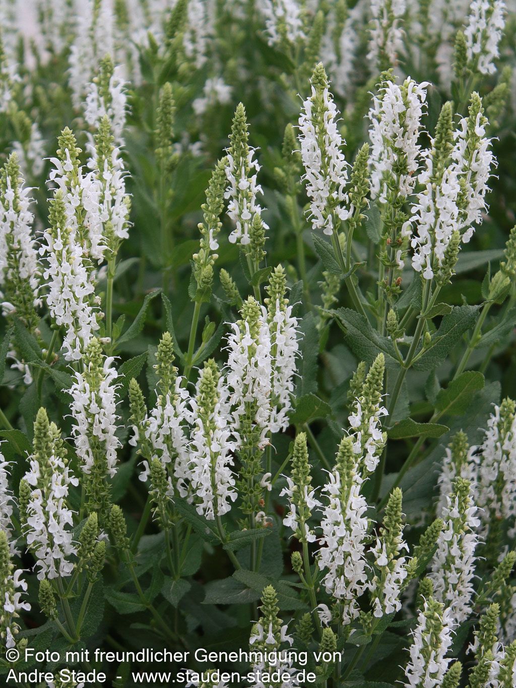 Blüten-Salbei 'Adrian' (Salvia nemorosa)