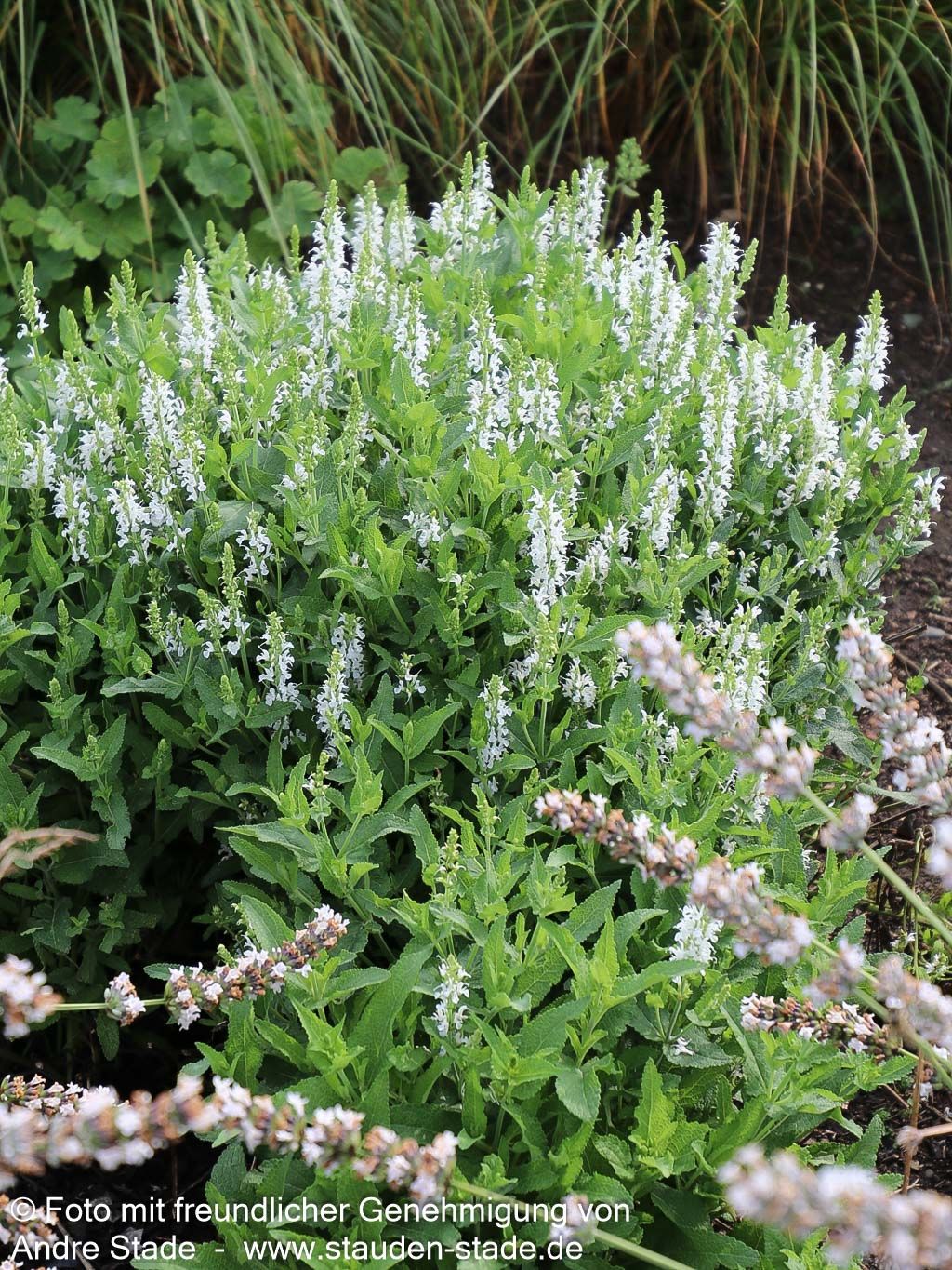 Blüten-Salbei 'Adrian' (Salvia nemorosa)