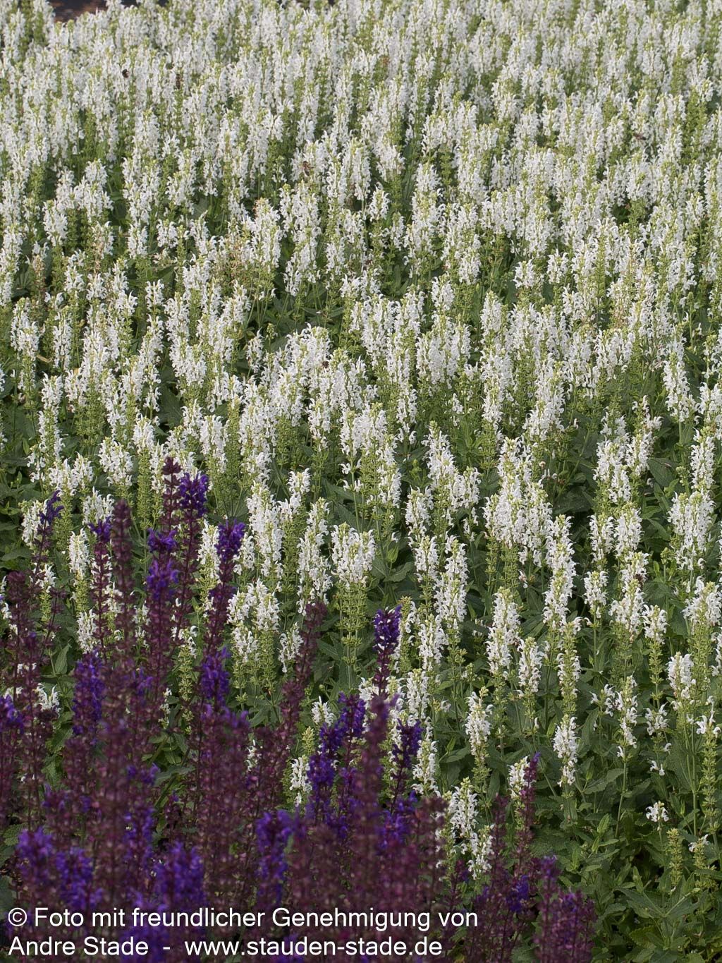 Blüten-Salbei 'Adrian' (Salvia nemorosa)
