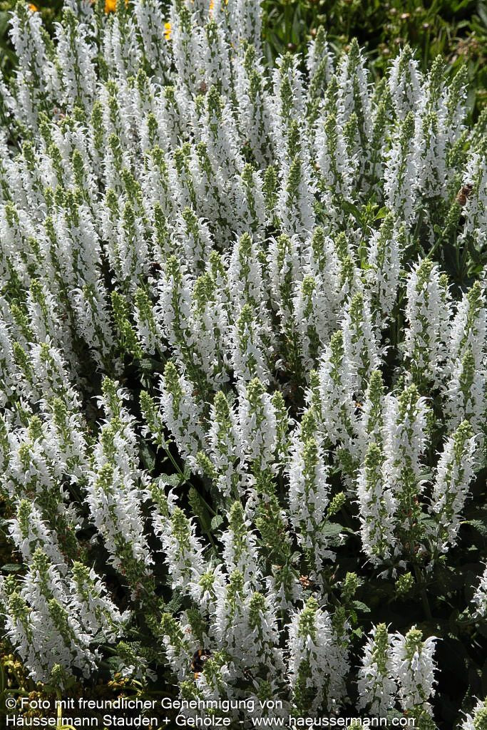 Blüten-Salbei 'Adrian' (Salvia nemorosa)