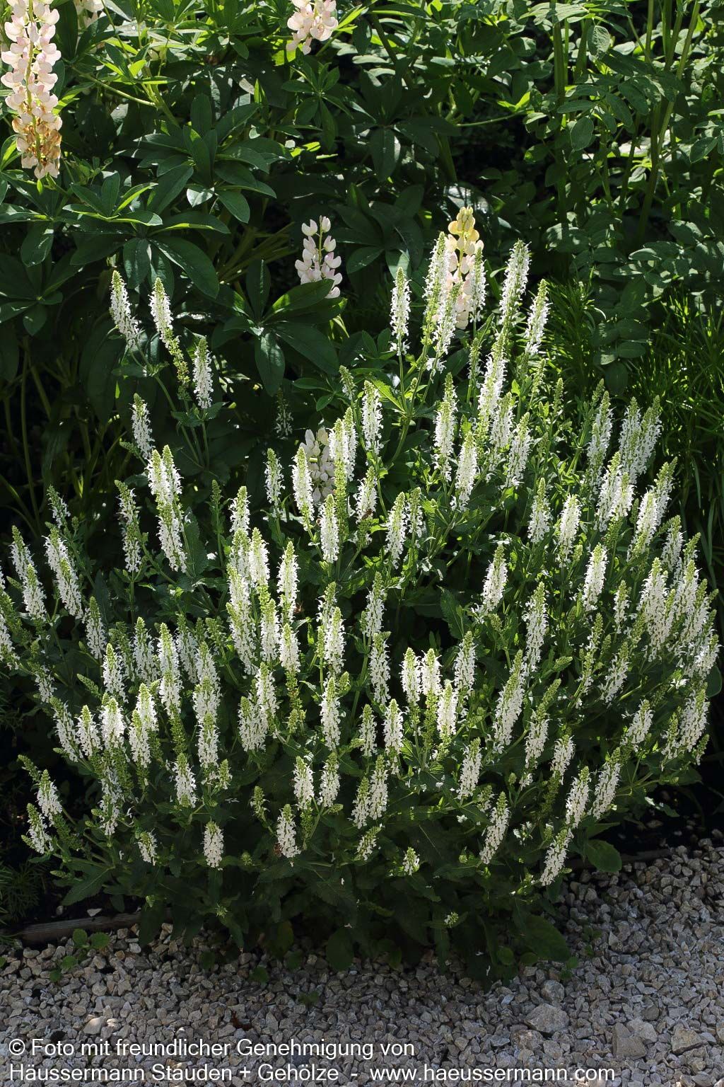 Blüten-Salbei 'Adrian' (Salvia nemorosa)