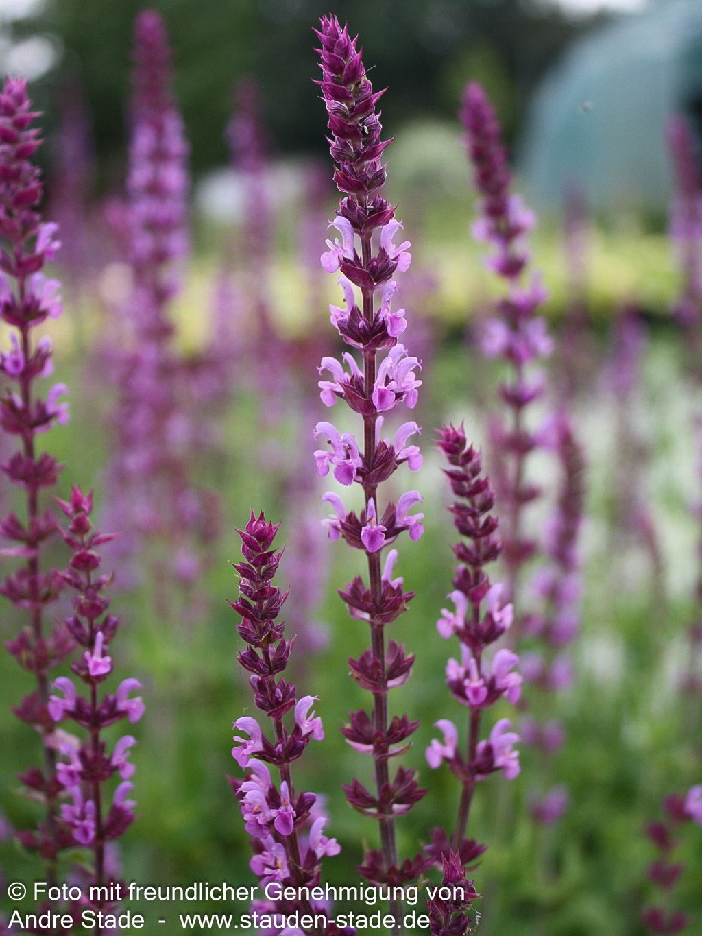 Blüten-Salbei 'Amethyst' (Salvia nemorosa)