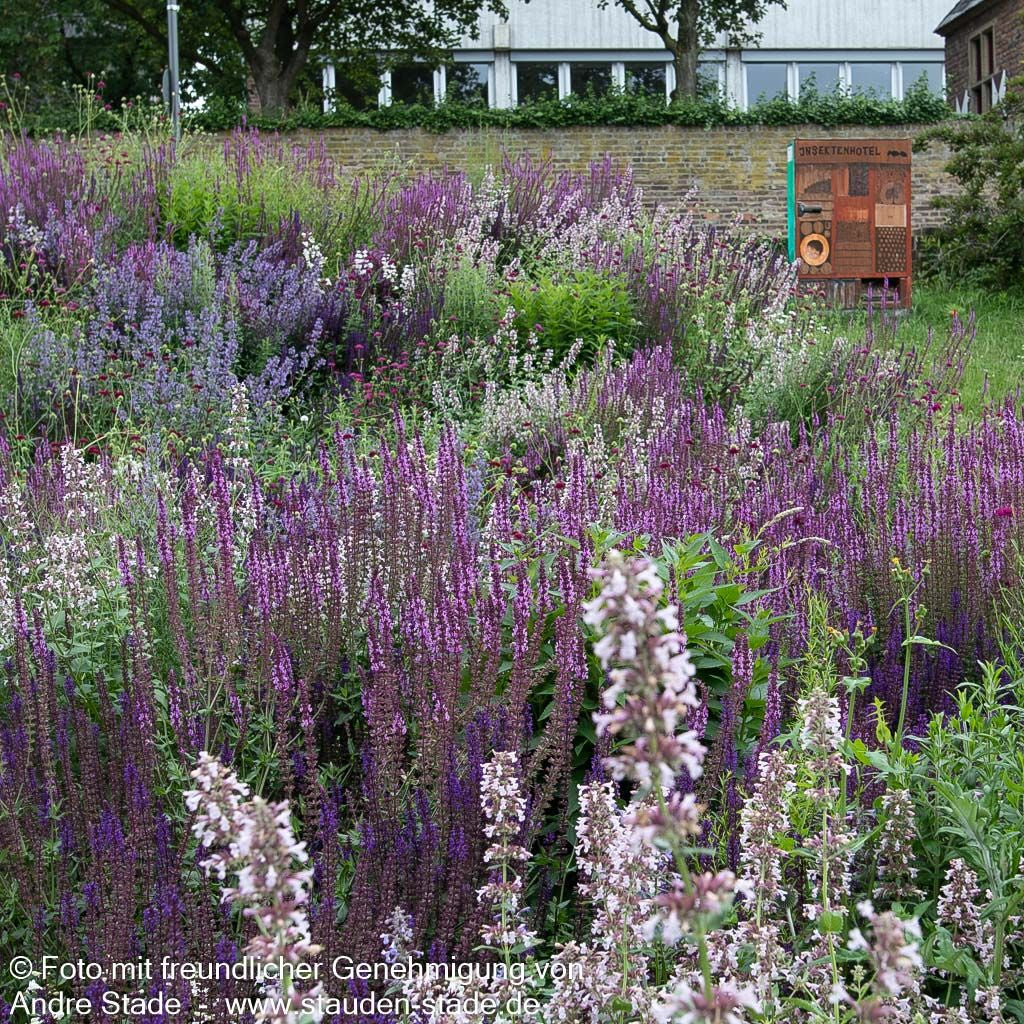 Blüten-Salbei 'Amethyst' (Salvia nemorosa)
